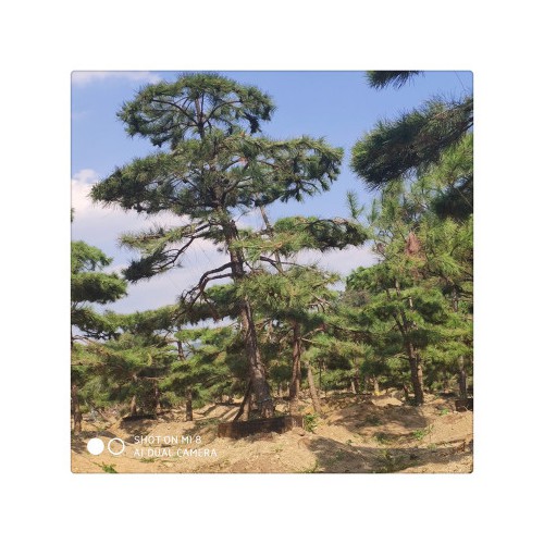 大量批發供應特色盆景松樹 大型盆栽景觀松