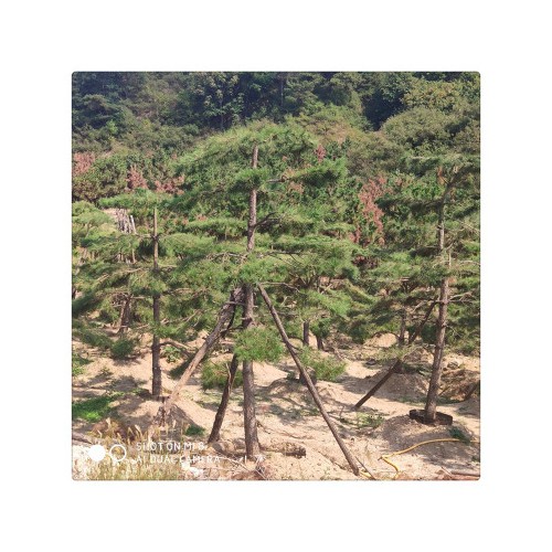 長期現貨供應多種造型黑松油松 盆栽地栽好成活造型松