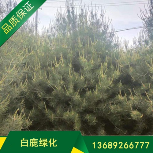 園林風景樹白皮松批發