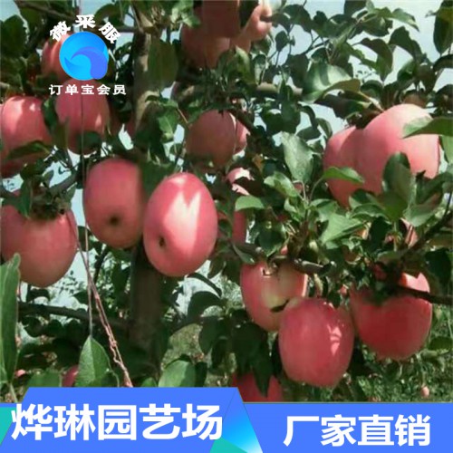 蘋果苗  紅富士蘋果苗 蘋果種苗價(jià)格 紅肉蘋果苗批發(fā)