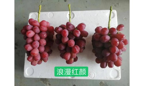 產(chǎn)品展示 (23)