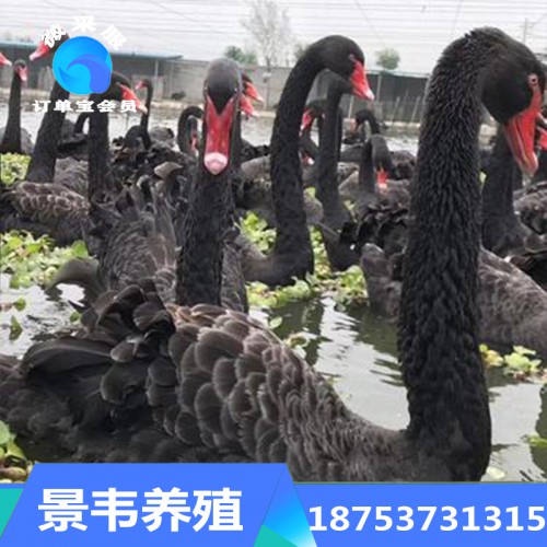 黑天鵝 黑天鵝養殖 出售活體黑天鵝