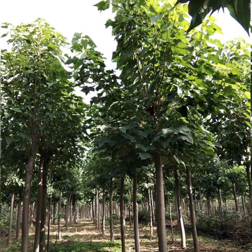 楸樹樹苗基地批發 量大從優