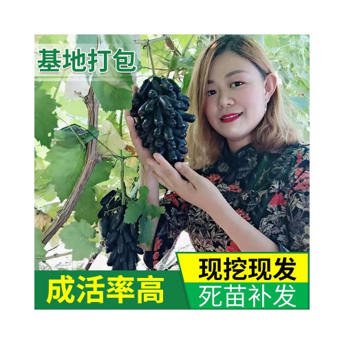 葡萄苗 基地批發(fā)甜蜜藍(lán)寶石葡萄苗