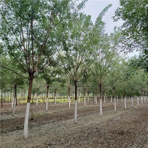 國槐    長期供應各種規格齊全