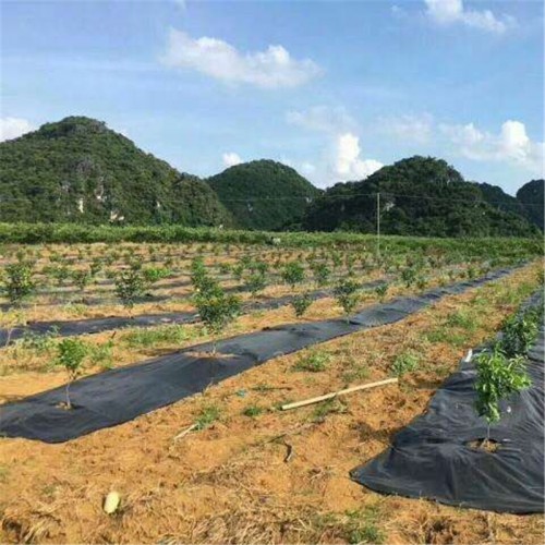 耐腐蝕防草布 農(nóng)用防草布 保濕防草布 廠家現(xiàn)貨