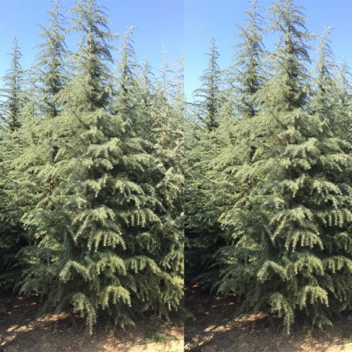 工程苗木雪松 雪松樹(shù) 雪松樹(shù)苗 雪松小苗 雪松價(jià)格