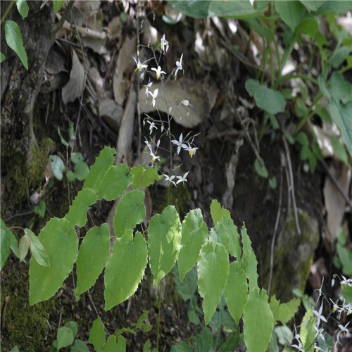 供應(yīng)純野生淫羊藿種苗