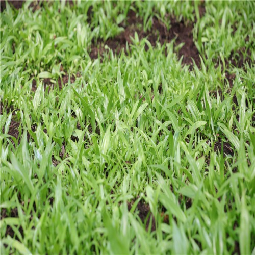 白及、白芨種植風(fēng)險 白及、白芨苗圖片 藥材白及、白芨種植方法