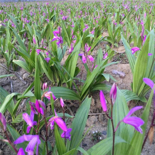 白及、白芨苗多少錢一棵 種植白及、白芨的一畝地投資多少錢