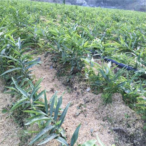 黃精苗哪里有賣 黃精圖片 鮮黃精的價格 黃精未來的價格如何