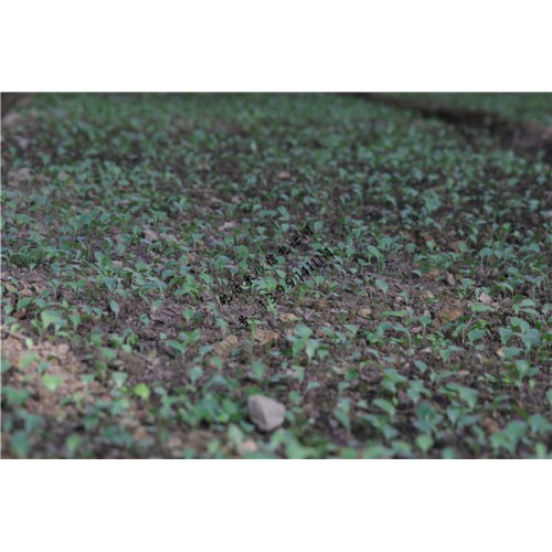 蒼術一畝產干貨多少斤 蒼術幾斤曬干貨一斤 蒼術鮮貨多少錢一斤