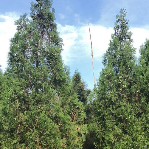 龍柏 綠禾苗圃龍柏小苗，