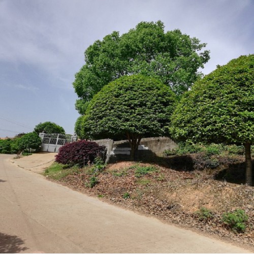 桂花樹(shù)價(jià)格 13-14-15公分桂花樹(shù)