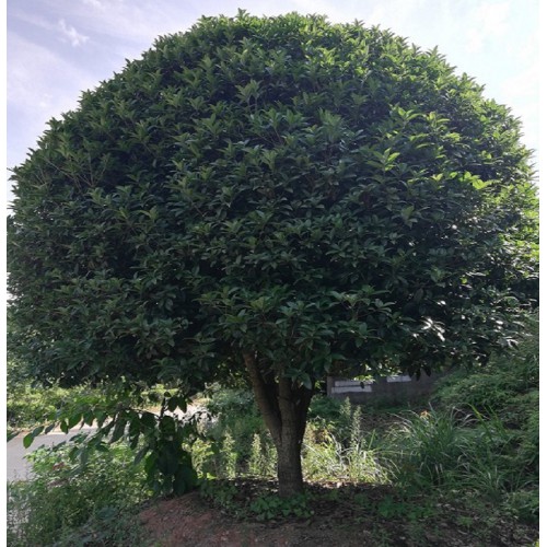 桂花樹(shù)價(jià)格 22-23-24公分桂花樹(shù)