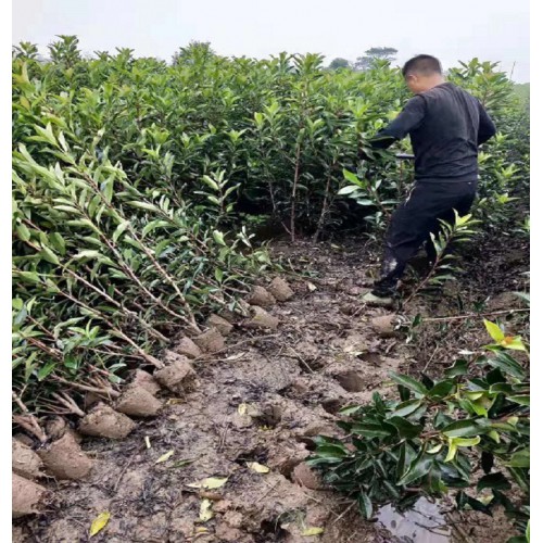 130-140-150公分法國冬青 法國冬青價格 珊瑚樹價格