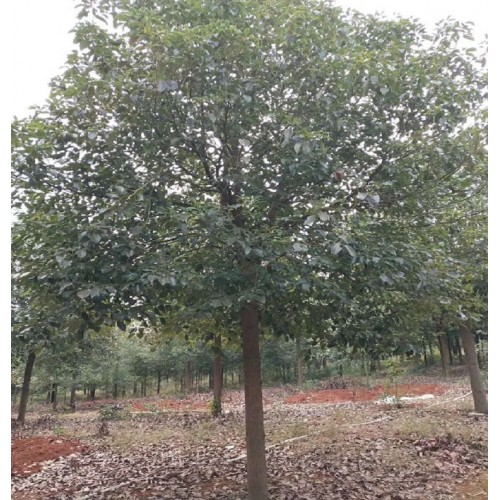 香樟 13-14-15公分香樟樹 香樟樹價格 香樟價格