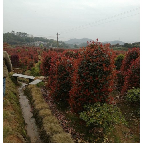 高100-120公分紅葉石楠柱 紅葉石楠柱價(jià)格 紅葉石楠