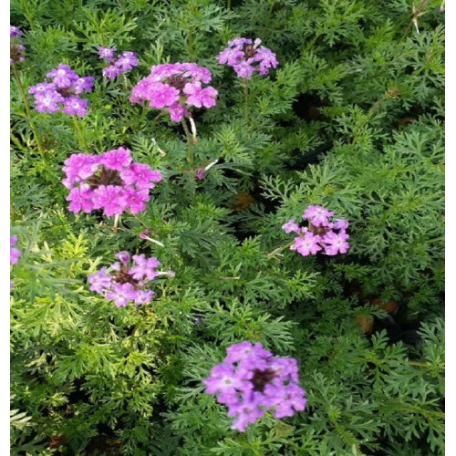 大量供應(yīng)美女櫻小苗 美女櫻價(jià)格 美女櫻小苗價(jià)格