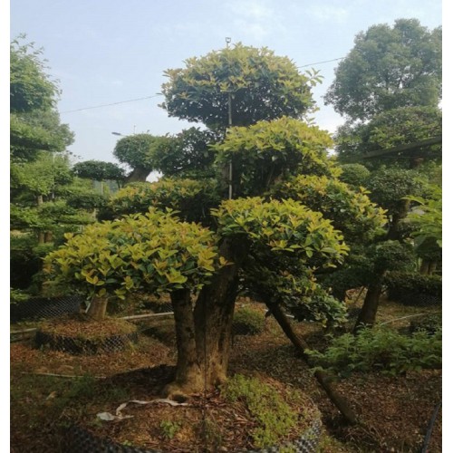 19-20-21公分欏木石楠 欏木石楠樁價格 造型欏木石楠樁