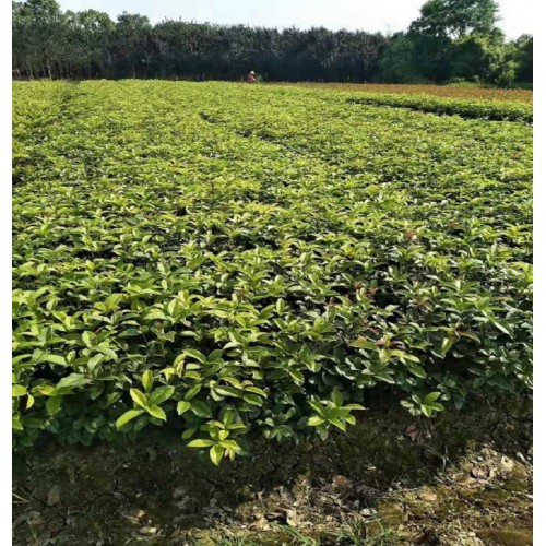 大量供應(yīng) 四季桂小苗價(jià)格 月月桂價(jià)格 月月桂小苗價(jià)格