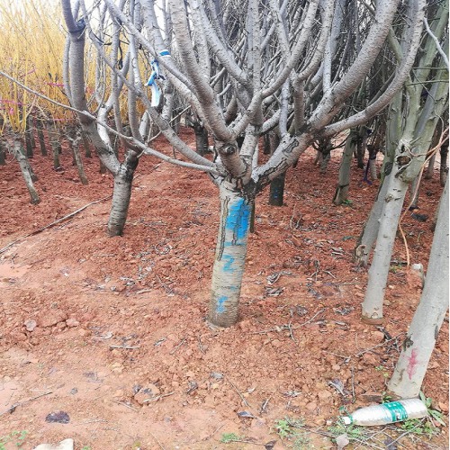 17-18-19-20-21-22公分櫻花 櫻花樹 櫻花價格