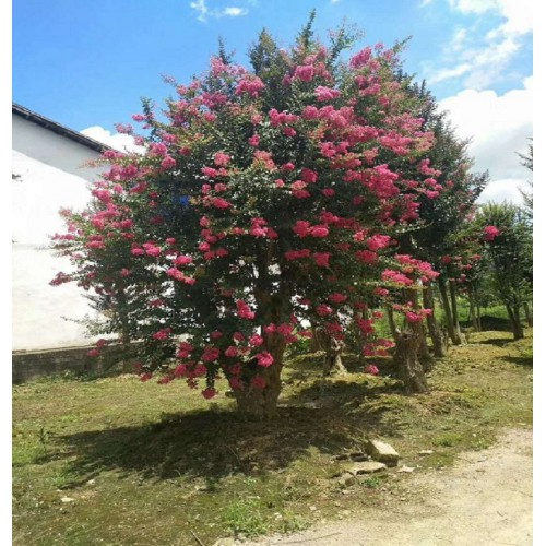 28-29-30-32公分紫薇價格 紫薇樁景價格 造型紫薇