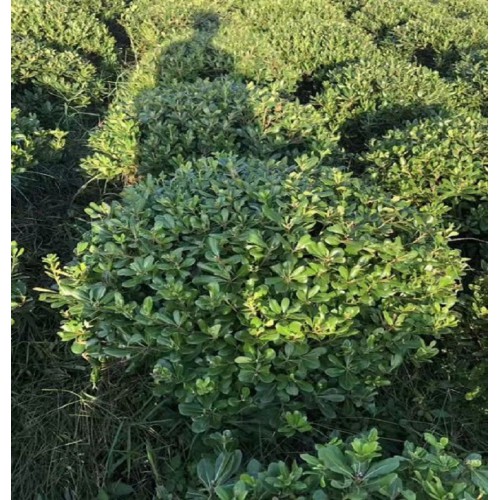 海桐球 海桐球價格 海桐價格