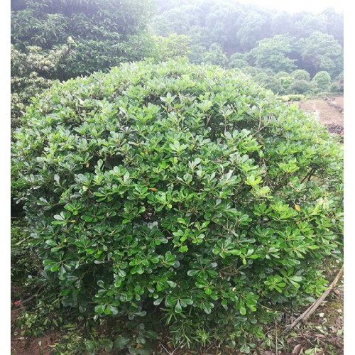 180-190-200公分海桐球 海桐球價格 海桐價格