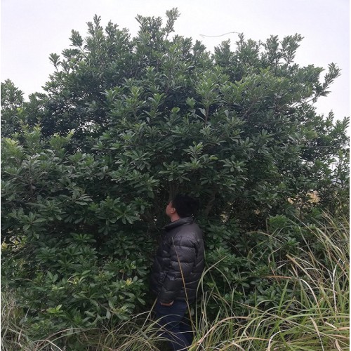 20-21-22-23-24公分楊梅樹 楊梅樹價格 楊梅價格