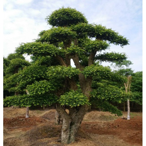 16-17-18公分榆樹樁景價格 榆樹樁價格 造型榆樹價格