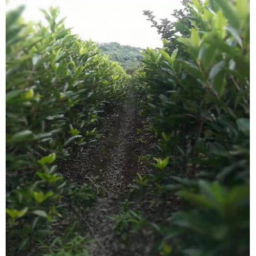 【勝予苗木】冬青價(jià)格 法國(guó)冬青價(jià)格 珊瑚樹(shù)價(jià)格