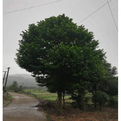 【勝予苗木】 樂(lè)昌含笑價(jià)格 樂(lè)昌含笑樹(shù)價(jià)格 景烈白蘭價(jià)格