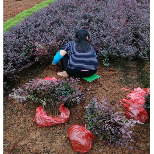 【勝予苗木】 紅花繼木小苗價(jià)格 紅花繼木價(jià)格