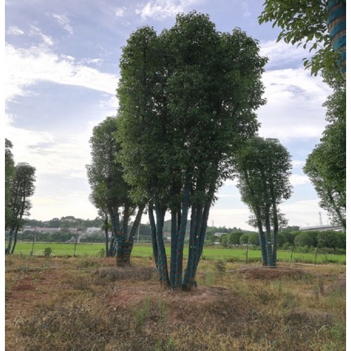 【勝予苗木】 香樟樹價格 多桿香樟價格