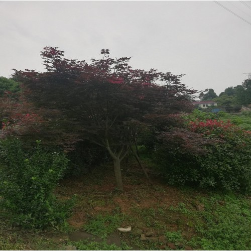 紅楓 紅楓價(jià)格 紅楓樹價(jià)格 移栽紅楓