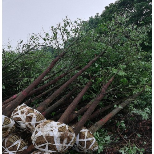 香樟  香樟價(jià)格