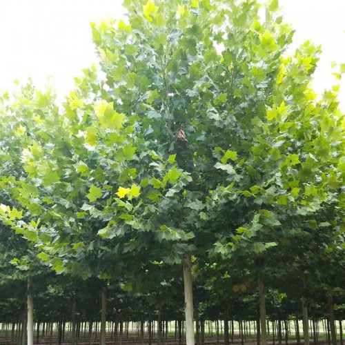 法桐 法桐樹 法桐樹苗