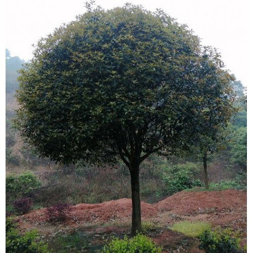 13cm桂花樹(shù) 桂花樹(shù)價(jià)格