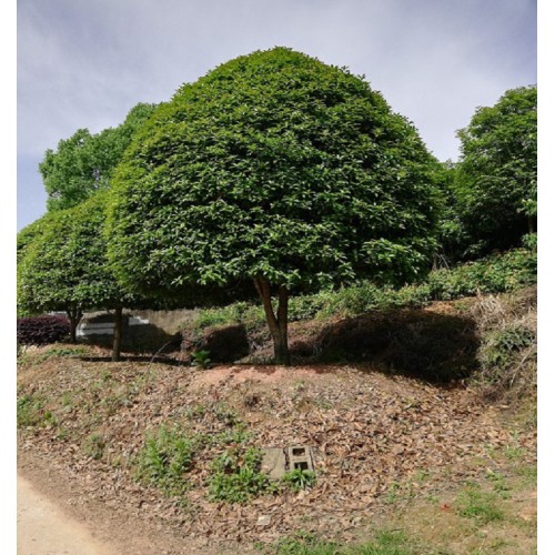 19cm桂花樹(shù) 桂花樹(shù)價(jià)格