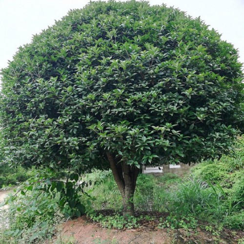 基地直銷 18-19-20-21公分桂花樹(shù) 桂花樹(shù)價(jià)格