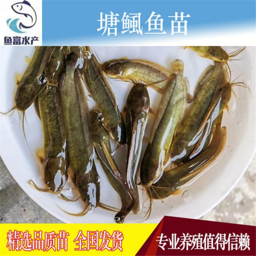 塘鲺魚苗價格 水產種苗