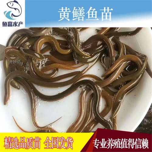 黃鱔種苗價格  水產種苗