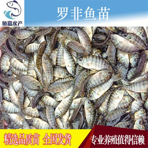 羅非魚苗 水產廠家