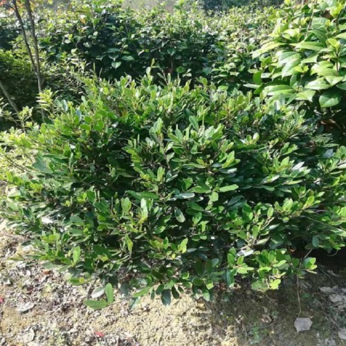 中華蚊母球價格 小葉蚊母球 80-100-120公分蚊母球