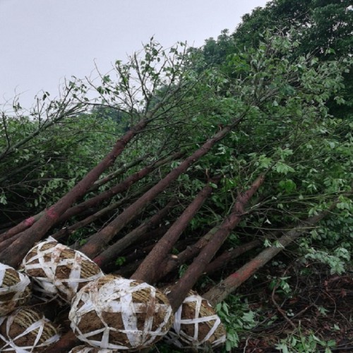 香樟   香樟樹價格 10-12-15-18-20公分香樟樹