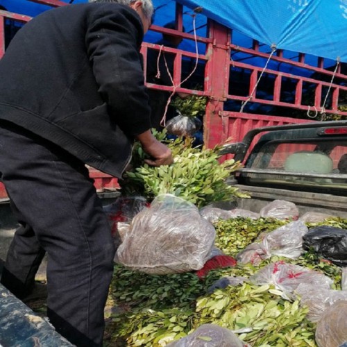 中華蚊母小苗價格 蚊母小苗價格 中華蚊母價格 小葉蚊母