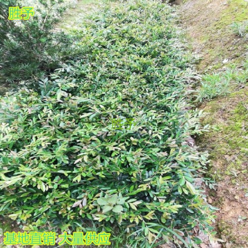 中華蚊母小苗價(jià)格 蚊母小苗價(jià)格 中華蚊母價(jià)格 小葉蚊母