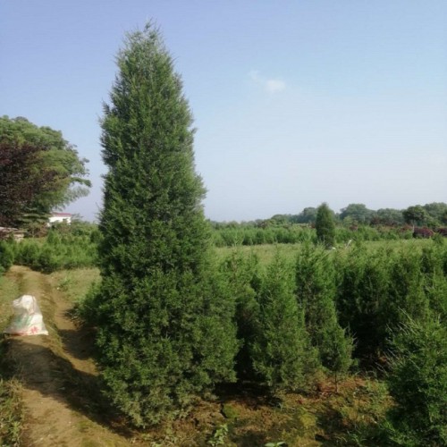 松柏樹價(jià)格 100-120-150-400公分高松柏樹 塔柏