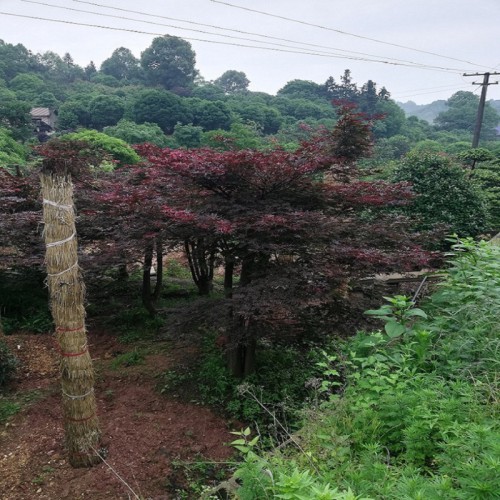 紅楓價(jià)格 紅楓樹 移栽紅楓 原生紅楓 日本紅楓 美國(guó)紅楓